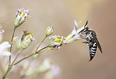 Parasitic bee (Coelioxys echinata) female on gypsophila, Vosges du Nord Regional Nature Park, France