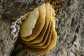 Wax combs from a bees' nest in Ariège. Bee (Apis mellifera) nest on a cliff in Ariège. France