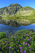 Rhododendrons in bloom on the shores of one of the Bassies lakes (Ariège). Lac du Pla de la Fond, June - Pyrenees, France