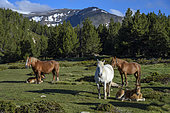 Horses in Capcir, Pyrenees. Les Bouillouses, Font Romeu region, Catalan Pyrenees National Park, France
