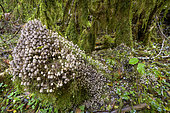 Little Helmet (Coprinellus disseminatus) on a decomposing stump. Common saprophytic fungus in autumn forests. Haute Savoie, France