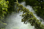 Common juniper (Juniperus communis) releasing pollen, Ariège, France
