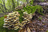 Sulphur Tuft (Hypholoma fasciculare) on a rotting stump. Haute Savoie, France