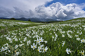 Stormy skies and Poet's Narcissus (Narcissus poeticus) in Cerdagne, Font Romeu region, -PN des Pyrénées Catalanes, France