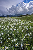 Stormy skies and Poet's Narcissus (Narcissus poeticus) in Cerdagne, Font Romeu region, -PN des Pyrénées Catalanes, France