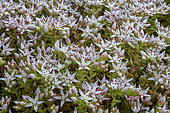 White stonecrop (Sedum album) in bloom, Pyrenees