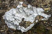 Thallus of a crustacean lichen (Xalocoa ocellata) on pudding rock in Catalonia, Spain. Species with very large white thallus, Mediterranean thermophile on exposed limestone-rich rocks.