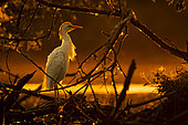 Héron garde-boeufs (Bubulcus ibis) au coucher du soleil, Sologne, Loir-et-Cher, France