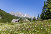 Wooden chalet in the upper Clarée valley, Queyrellin ridge (2866 m) in the background, Névache, Hautes-Alpes, France