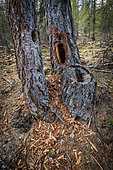 Larch tree hollowed out by a woodpecker, combe de Narreyroux Sousteyran, Puy-Saint-Vincent, Ecrins National Park, Hautes-Alpes, France