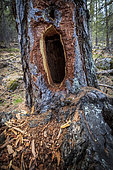 Larch tree hollowed out by a woodpecker, combe de Narreyroux Sousteyran, Puy-Saint-Vincent, Ecrins National Park, Hautes-Alpes, France