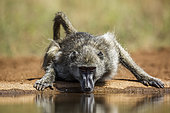 Chacma baboon (Papio ursinus) drinking front view in waterhole in Kruger National park, South Africa