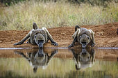 Two Chacma baboon (Papio ursinus) drinking front view in waterhole in Kruger National park, South Africa