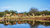 Common Impala (Aepyceros melampus) group drinking in waterhole front view with reflection in Kruger National park, South Africa