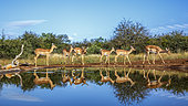 Common Impala (Aepyceros melampus) walking along waterhole with reflection in Kruger National park, South Africa