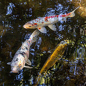 Koi Carp (Cyprinus carpio) trio swimming near surface of a pond