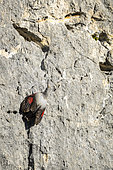 Wall creeper (Tichodroma muraria), Mont Gaussier, Alpilles, Saint-Rémy-de-Provence, France