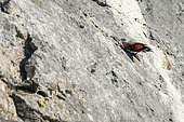 Wall creeper (Tichodroma muraria), Mont Gaussier, Alpilles, Saint-Rémy-de-Provence, France