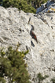 Wall creeper (Tichodroma muraria), Mont Gaussier, Alpilles, Saint-Rémy-de-Provence, France