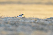 Lesser Sand-Plover (Charadrius mongolus) in the vicinity of Lake Tchatyr-kol, At-bashi, Naryn, Kyrgyzstan