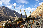Tien shan wapiti old antlers (Cervus canadensis songaricus) south of Lake Issik-kul, Barskoon, Kyrgyzstan