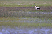 White stork (Ciconia ciconia) on a wetland in the Cotentin and Bessin Regional Park, Normandy, France