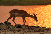 Impala (Aepyceros melampus) female at sunset in front of the Chobé River in Botswana in September