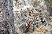 Leopard (Panthera pardus) and the remains of an Impala (Aepyceros melampus), Savuti Reserve, Botswana.