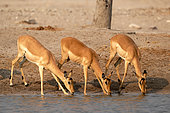 Impalas (Aepyceros melampus) females at sunrise waterhole, Savuti Game Reserve, Botswana , July