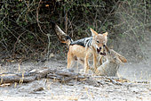 Black-backed jackal (Canis mesomelas) playing in the Savuti reserve in Botswana in September