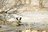 Big-eared fox (Otocyon megalotis) in the Savuti reserve in Botswana in September