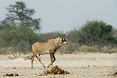 Roan antelope (Hippotragus equinus), Savuti Plain, Botswana, September