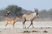 Red-headed antelope (Hippotragus equinus) and Impala (Aepyceros melampus) in Botswana's Savuti reserve in September