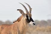 Roan antelope (Hippotragus equinus), Savuti Plain, Botswana, September