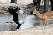 Serpentaire (Sagittarius serpentarius ) et Impala (Aepyceros melampus) à un point d'eau dans la réserve de Savuti au Botswana en septembre