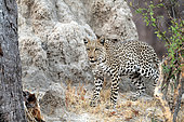 Leopard (Panthera pardus) approaching its prey in Botswana's Savuti reserve in September.
