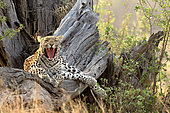 Leopard (Panthera pardus) yawning in the Savuti Reserve, Botswana