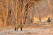 Big-eared fox (Otocyon megalotis) at sunrise in the Savuti Reserve, Botswana