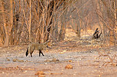 Big-eared fox (Otocyon megalotis) at sunrise in the Savuti Reserve, Botswana