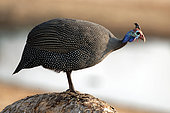 Helmeted Guineafowl (Numida meleagris) at a waterhole in the Savuti Reserve, Botswana