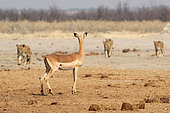 Female Impala (Aepyceros melampus) watching lionesses (Panthera leo) approach a waterhole in the Savuti Reserve, Botswana.