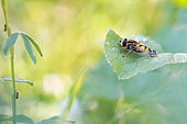 Large Tiger Hoverfly (Helophilus trivittatus) on a leaf of common mallow (Malva sylvestris), Auvergne, france
