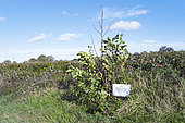 Sign posted on a path at the foot of a young walnut tree (Juglans regia) asking that it not be crushed along with the hedge growing behind it, France