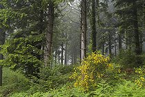 Mid-mountain temperate forest and spring mist, Auvergne, France