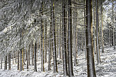 Planting spruces (Picea abies) in the snow, Auvergne, France