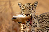 Léopard (Panthera pardus) tenant une tête d'impala (Aepyceros melampus) dans la réserve de Savuti au Botswana