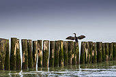 Great cormorant (Phalacrocorax carbo) on a stake, Sangatte, Pas de Calais, Opale coast, France