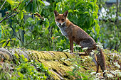 Red fox (Vulpes vulpes) standing on a wall, England