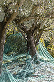 Harvesting 'Frantoio' olives using nets in a garden in Provence, Bouches-du-Rhone, France