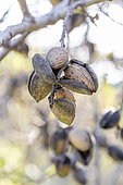 Bitter almonds on tree in autumn, Bouches-du-Rhone, France